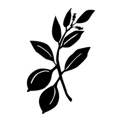 Hand drawn Nutmeg plant branch isolated on white background. Botanical vector illustration.  Design herbal seasoning ingredient, culinary and cooking flavor for card, menu, print