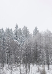 Trees in forest covered by snow in winter.