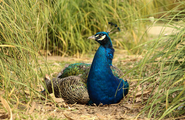 Pavo real en reposo