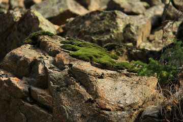 Beautiful fluffy green moss grows on large gray stones, in the background huge stones with green lichen, on the right is a spruce branch, summer, sunny