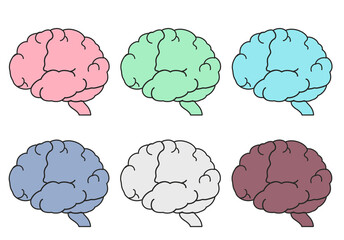 脳　バリエーション