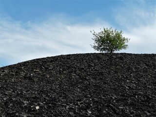 Historische Kleinhalde Bergbau mit einsamen Baum in Hettstedt / Sachsen-Anhalt