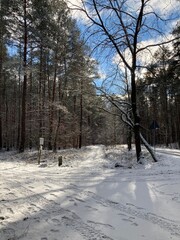 Wald im Schnee