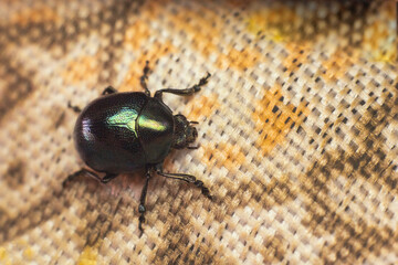 Escarabajo. Macro. Insecto.