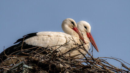 a couple of white stork chilling in the nest