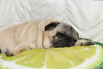 Cute pug sleeping on the lime shaped pillow during the day.