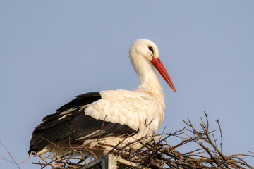 white stork in the nest