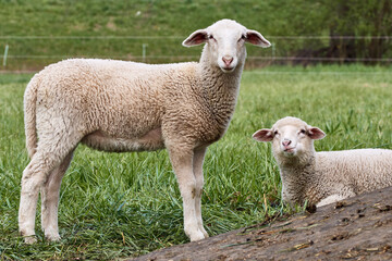 Naklejka na ściany i meble Close-up of two young lambs in green paddock looking at camera.