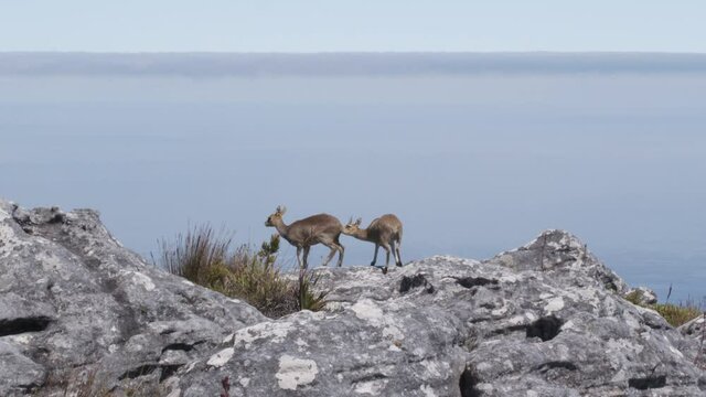A pair of klipspringer antelopes in natural habitat, Table Mountain, South Africa.