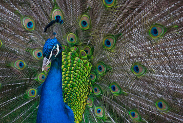 Obraz premium Exotic peacock portrait. Vibrant colors
