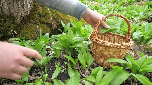 Harvest of wild garlic in a wicker basket in the spring forest. The wild herb has a beneficial effect on the human body. Slow motion
