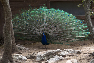 Obraz premium Exotic peacock portrait. Vibrant colors