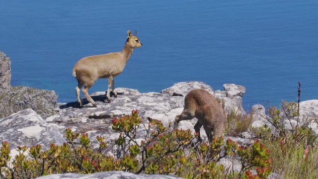 A pair of klipspringer antelopes in natural habitat, Table Mountain, South Africa.