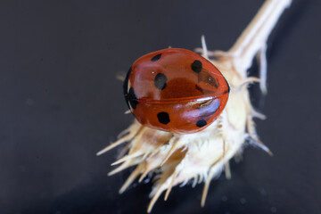 Ladybird on a flower