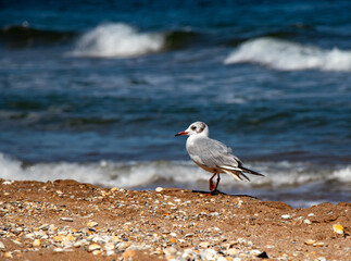 Grey gull on the beach