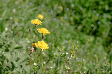 Yellow dandelion flowers in bloom on a green meadow