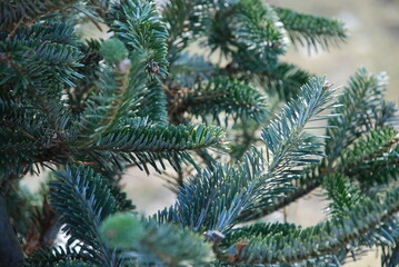Green lush branches of a young Christmas tree. Several spruce branches growing side by side on the same tree. On the branches of the needles are dark green. The branches are brown in the middle. The b