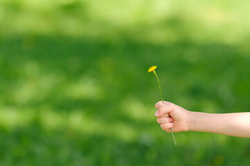 Children's hand with a small flower on a torn natural background. Soft focus with copy space