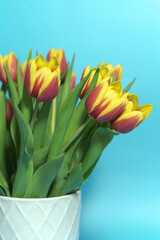 Tulips yellow-red on a blue background 06
