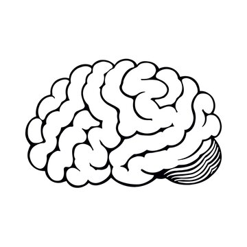 Human brain black and white line illustration.