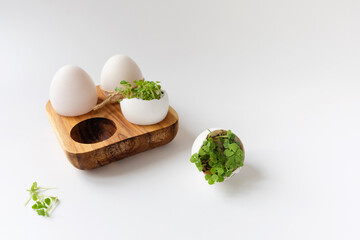 Green sprouts in white egg in wooden egg box on white background. Selective focus, copy space. Eco concept. Life Easter minimal concept.