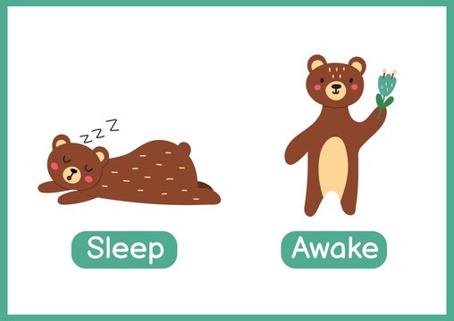 Sleep and awake opposite adjectives educational wordcard. Flashcard with a cute bear for school and preschool. Activity page for kids. Vector illustration