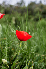 Obraz premium Poppy flower in the vegetation