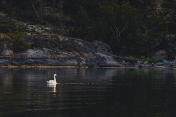 A single swan in a dark bay