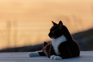 Selective focus shot of a black and white cat resting on a jetty by a lake during sunset