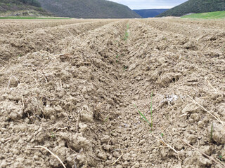 Cultivated, agricultural brown land in vally of river Raša in peninsula Istria, Croatia, Europe. Converging parallel lines as a monocular depth cue.