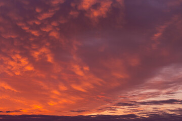Obraz premium Epic dramatic sunrise, sunset red orange pink sky with mammatus clouds background texture 