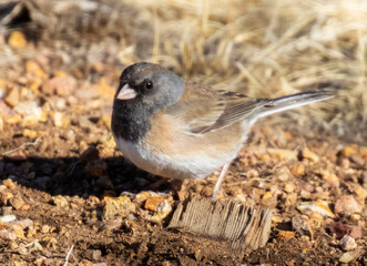 Rocky Mountain Dark-Eyed Junco