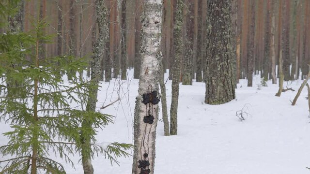 The black chaga mushroom on the small birch tree in the snowy forest