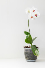 Naklejka na ściany i meble beautiful green houseplant orchid, monster or ficus on a white background for an advertising poster or poster with space for an inscription or text, watering, refreshing and caring for green
