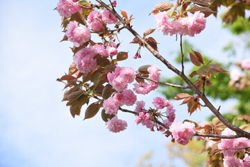 Double cherry blossoms in full bloom.