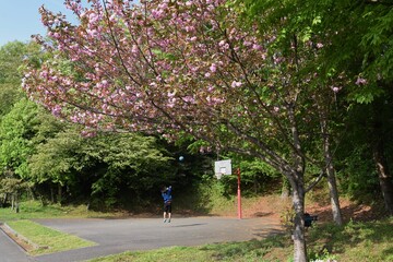 Double cherry blossoms in full bloom.