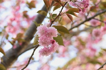 Double cherry blossoms in full bloom.