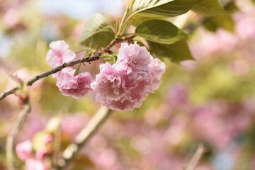 Double cherry blossoms in full bloom.