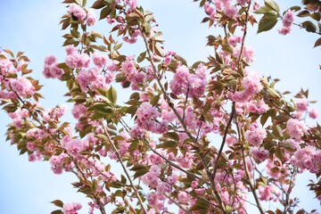 Double cherry blossoms in full bloom.