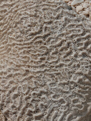 Texture fossile