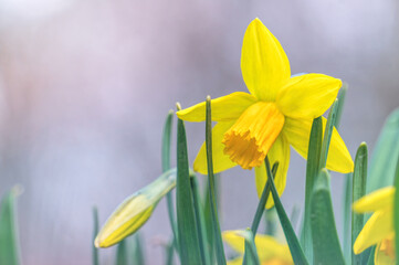 Bright yellow spring flowers of daffodils in city park
