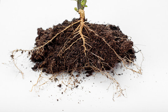 Roots Of A Plant With Soil, Isolated On White Background.