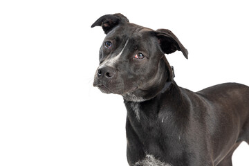 Closeup Black Labrador Crossbreed Dog