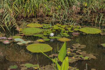 Espagne - Costa Brava - Jardin botanique de Marimurtra - Etang de nénuphars