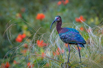 2021-04-08 A GLOSSY IBIS IN A TREE TOP BULDING A NEST.