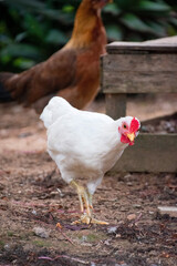 Gallina blanca y roja caminando con otras gallinas dentro del gallinero en un jardin