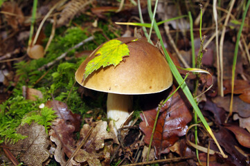 Sous une feuille