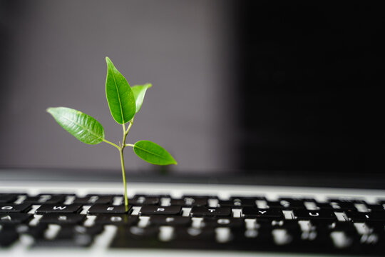 Laptop keyboard with plant growing on it. Green IT computing concept. Carbon efficient technology. Digital sustainability 