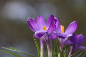 Fresh purple crocus flowers growing on blurred background