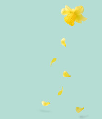 Yellow flower narcissus with petals falling on a pastel green background.